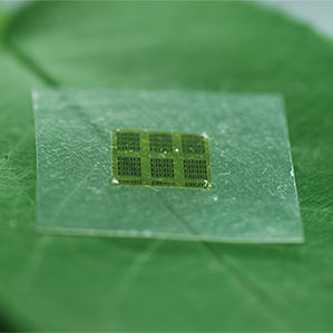 用镓制成的电子元件被放置在纳米纤维素制成的支撑层上，这种纤维素的原材料是木材。